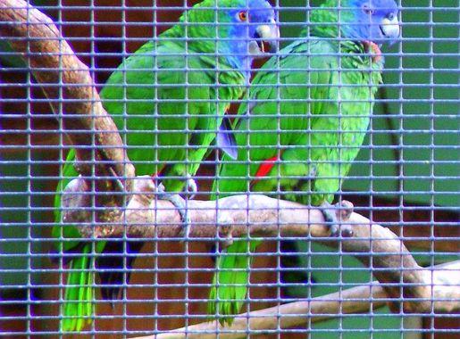 File:Amazona arausiaca -Roseau -Dominica -aviary-6a-4c.jpg - Wikimedia  Commons