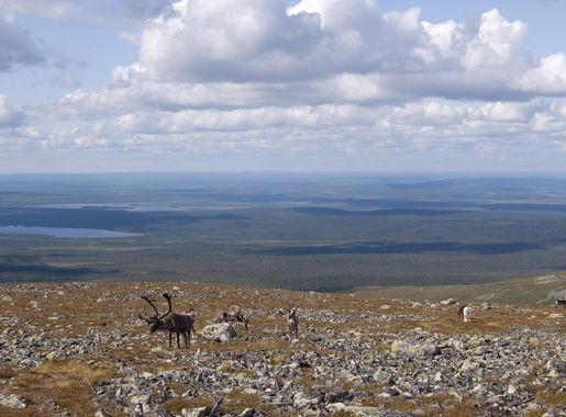 Pallas-Yllästunturi National Park - Wikipedia