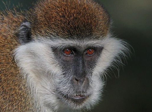 File:Grivet (Chlorocebus aethiops) head 2.jpg - Wikimedia Commons