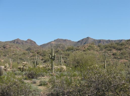 Free Images : landscape, nature, outdoor, wilderness, mountain, cactus,  trail, hill, desert, valley, summer, dry, ranch, ridge, geology,  vegetation, badlands, hot, plateau, western, saguaro, phoenix, ecosystem,  southwest, wadi, steppe, natural ...