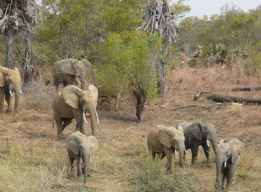 File:Elephants Pendjari.jpg - Wikimedia Commons