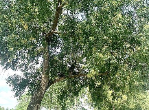 File:Acacia auriculiformis along Udoudoma, Uyo, Akwa Ibom State, Nigeria.jpg  - Wikimedia Commons