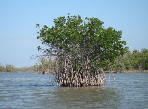 Wildlife of Gabon - Wikipedia