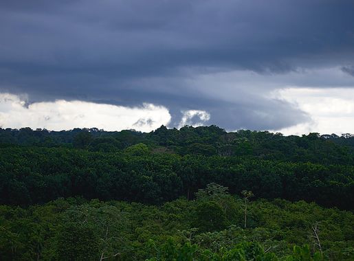 File:Ankasa Conservation 1.jpg - Wikimedia Commons