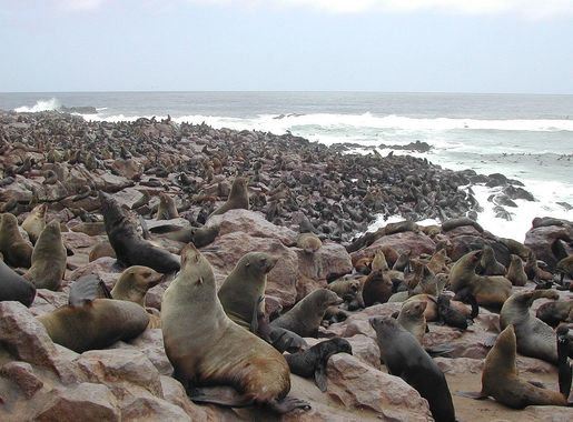 File:Cape Fur Seals Cape Cross.jpg - Wikimedia Commons