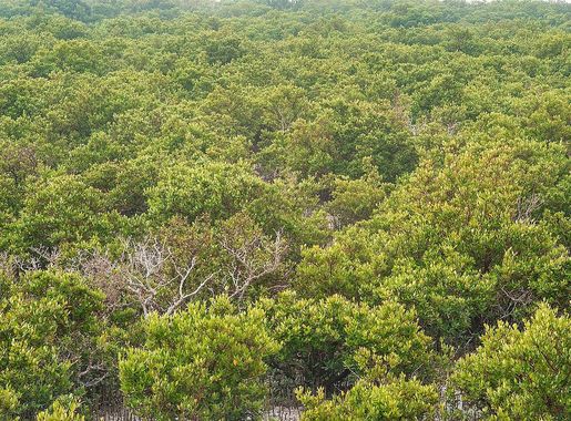 File:Mangroves in salt marshes of Al Khor Island.jpg - Wikimedia Commons
