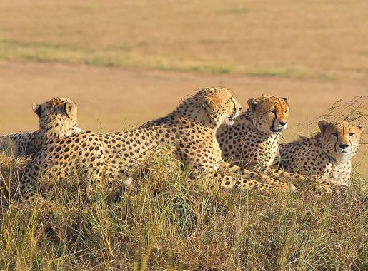 File:Male Cheetahs, Maasai Mara (43941746162).jpg - Wikimedia Commons