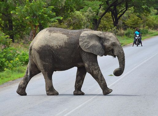 Fichier:Demarche du pachyderme.jpg — Wikipédia