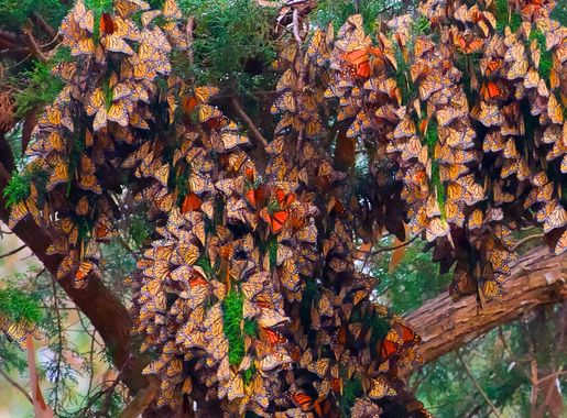 File:Monarch Butterflies In Pismo Beach (20748329).jpeg - Wikimedia Commons