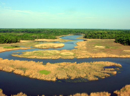 Aerial View of Forest and Marshes in Maryland image - Free stock photo -  Public Domain photo - CC0 Images