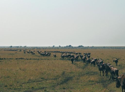 Free picture: gnu animal, grassland, Africa, migration, grass, landscape,  land, field