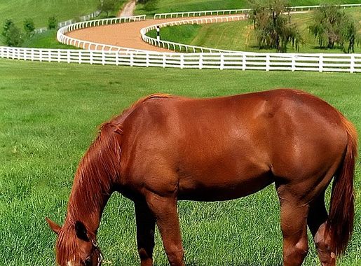 Equine industry in Kentucky - Wikipedia