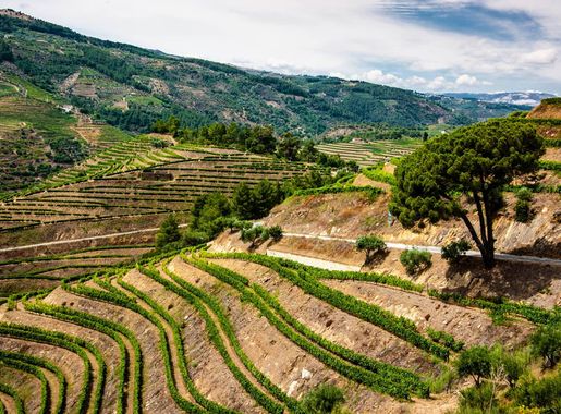 File:Vineyards in The Douro Valley.jpg - Wikimedia Commons