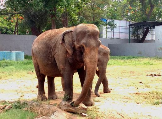 File:An Elephant Family at Sanjay Gandhi Biological Park, Patna, Bihar,  India.jpg - Wikimedia Commons
