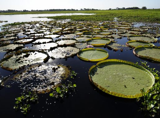 File:0884 Pantanal JF2.jpg - Wikimedia Commons