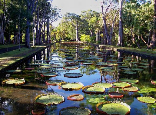 File:Nénuphars géants jardin de Pamplemousses.JPG - Wikipedia