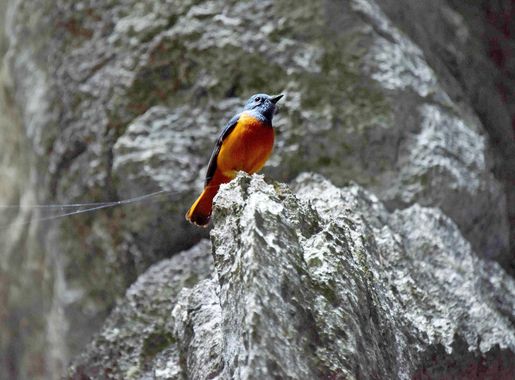 File:Forest Rock Thrush, Tsingy de Bemaraha, Madagascar (27612642381).jpg -  Wikimedia Commons