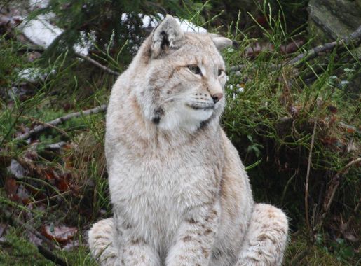 File:Lynx lynx kristiansand dyrepark IMG 4061.JPG - Wikimedia Commons