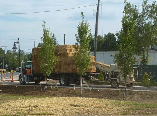 File:B-Line Trail - spreading straw - P1100149.JPG - Wikimedia Commons