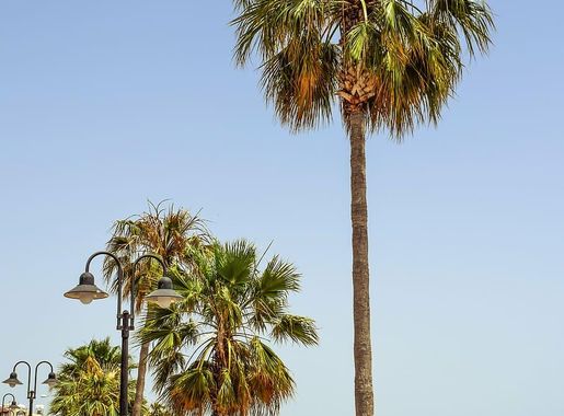 Palm harbor 1080P, 2K, 4K, 5K HD wallpapers free download | Wallpaper Flare