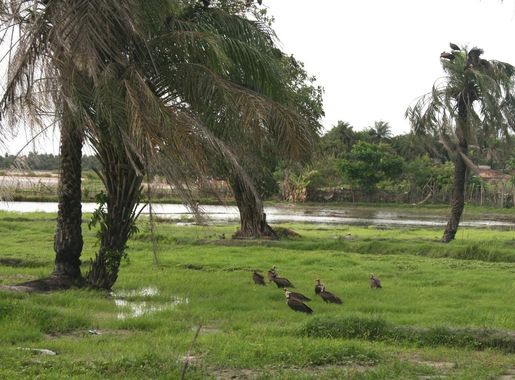 File:Bolong cap skirring.jpg - Wikimedia Commons