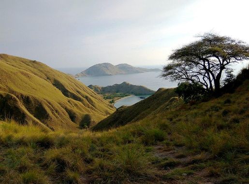 File:Pulau Gili Lawa, Flores, NTT (4).jpg - Wikimedia Commons