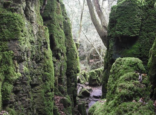 File:Puzzlewood (Andy Dingley).jpg - Wikimedia Commons
