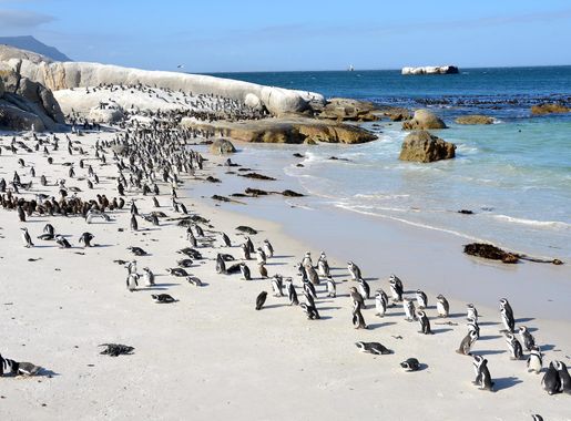File:Boulders Beach Suedafrika.jpg - Wikipedia