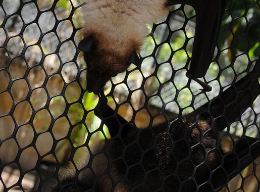 Save the fruit bats!