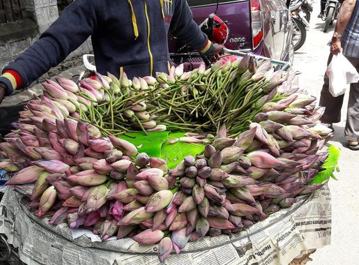 File:Lotus at Malleswaram vegetable market, Bangalore.jpg - Wikimedia  Commons