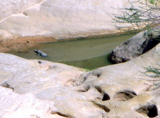 File:Desert Crocodile (24182495371).jpg - Wikimedia Commons