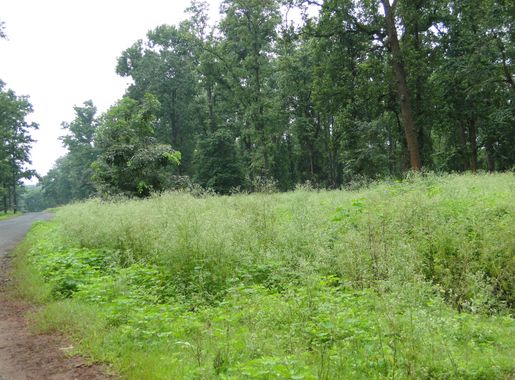 ᱨᱮᱫ:Parthenium infestation in Achanakmar Wildlife Sanctuary.JPG - ᱣᱤᱠᱤᱯᱤᱰᱤᱭᱟ