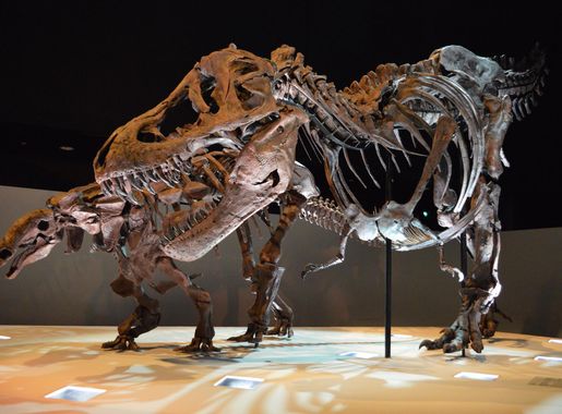 File:Dinosaur Exhibit at Houston Museum of Natural Science - Dec 2013.JPG -  Wikimedia Commons
