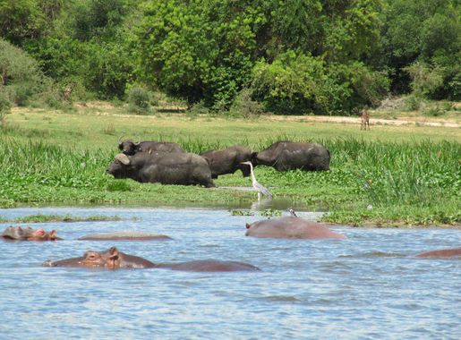 File:Animals near Nile in Murchison Falls National Park.JPG - Wikimedia  Commons