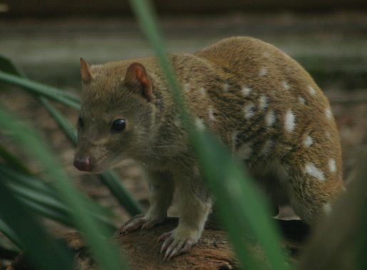 File:Dasyurus maculatus -Healesville Sanctuary, Australia-8a.jpg - Wikipedia