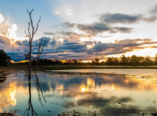 Ficheiro:Pantanal em Mato Grosso Brasil.jpg – Wikipédia, a enciclopédia  livre