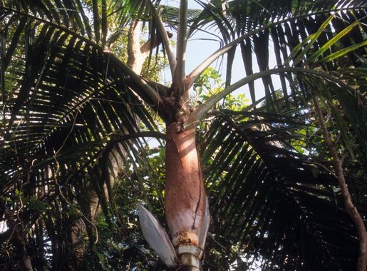 Fichier:Cyphophoenix alba.jpg — Wikipédia