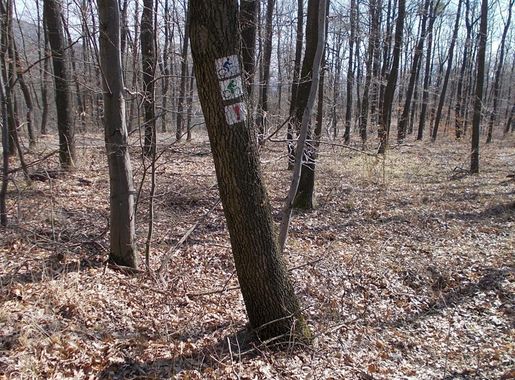 File:Blaue und grüne Radrouten, Kakashegy, 2022 Pilisszentkereszt.jpg -  Wikimedia Commons