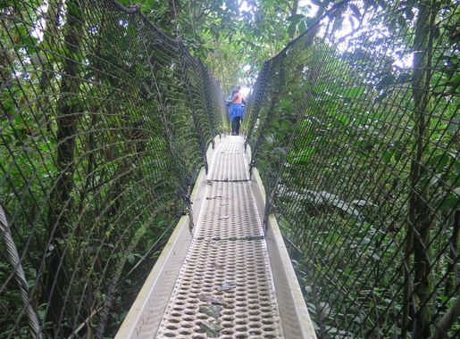 File:Beautiful canopy walk in Obudu.jpg - Wikimedia Commons