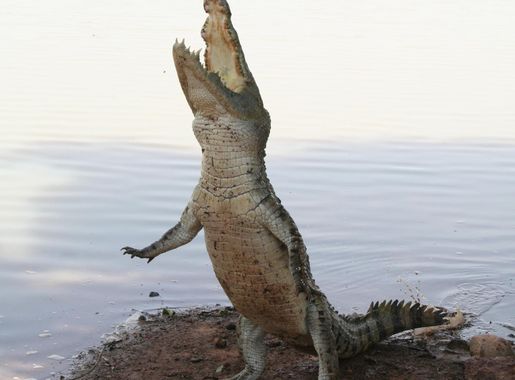 File:Bazoule sacred crocodiles MS 6706.JPG - Wikimedia Commons