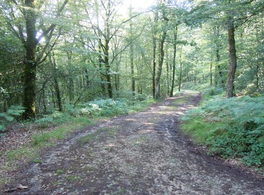 File:Sentier forestier Carnoët.JPG - Wikimedia Commons