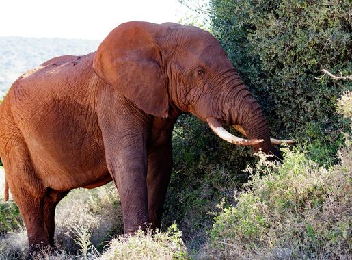 File:Elephant Eating (139028159).jpeg - Wikimedia Commons