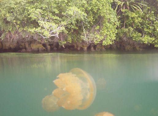File:Above and below Jellyfish Lake.jpg - Wikimedia Commons