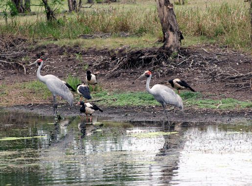 File:Kakadu Brolga and Pied Geese.jpg - Wikipedia
