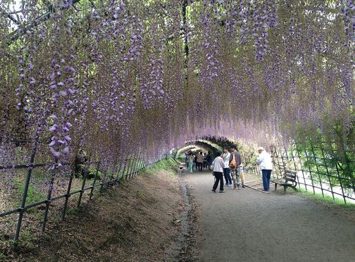 File:Wisteria Tunnel in Kawachi Wisteria Garden 20150509.JPG - Wikimedia  Commons