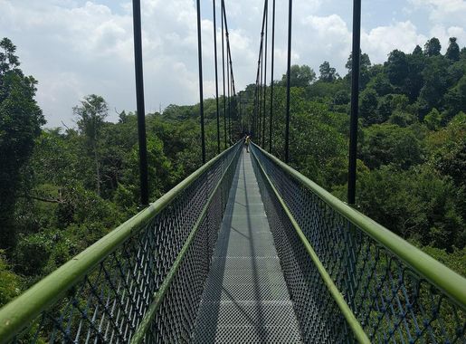 File:Treetop Walk in MacRitchie Nature Trail, Singapore.jpg - Wikipedia
