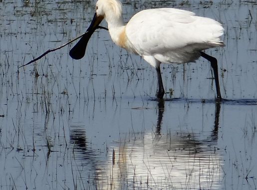 Commons:Photo challenge/2016 - February - Reflections/Voting - Wikimedia  Commons