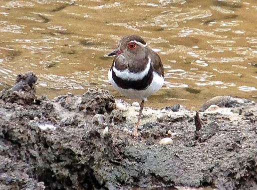 File:Charadrius forbesi, Dzanga Bai, Central African Republic.jpg -  Wikimedia Commons