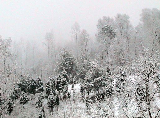 Free picture: snow, covered, hillside, small, evergreens
