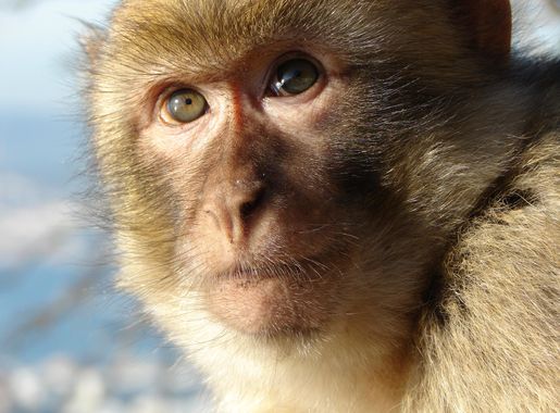 File:Gibraltar Barbary Macaque.jpg - Wikipedia